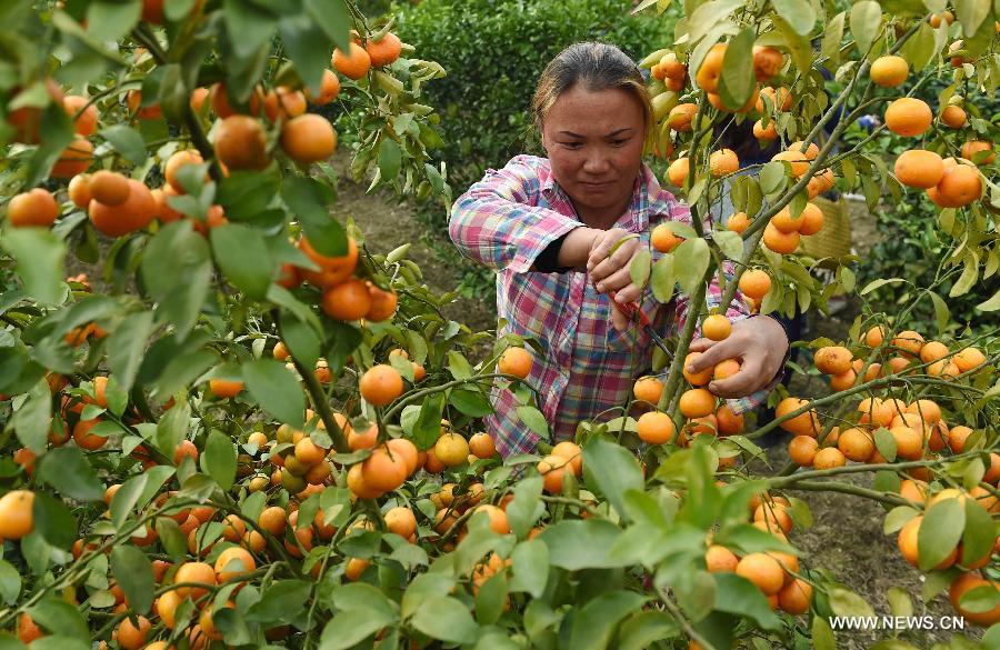 Local farmers have made preparations for spring plowing works.