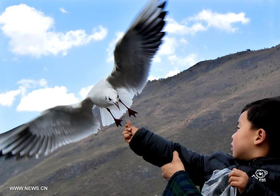 As spring approaches, the scenery on the bank of Erhai Lake has attracted many tourists. 