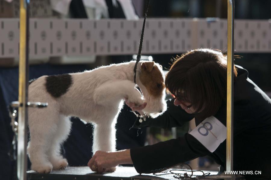 An owner prepares her dog for the competition during the international dog show in Chicago, the United States, on Jan. 30, 2015. 