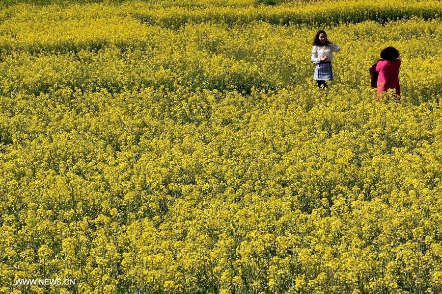 As spring approaches, the scenery on the bank of Erhai Lake has attracted many tourists. 