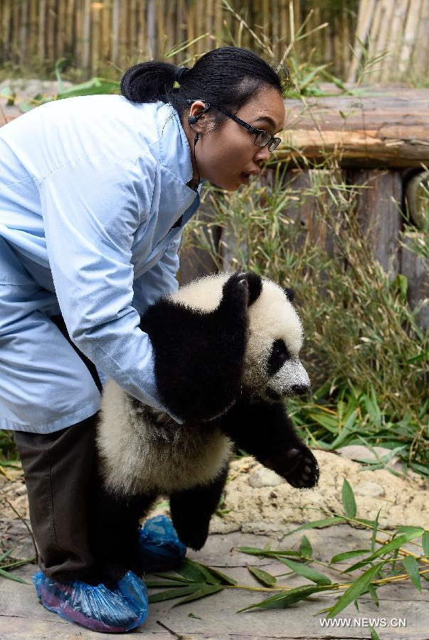 The triplets survived for 184 days since they were born on July 29, 2014, which remains the first case of triplet giant pandas alive.