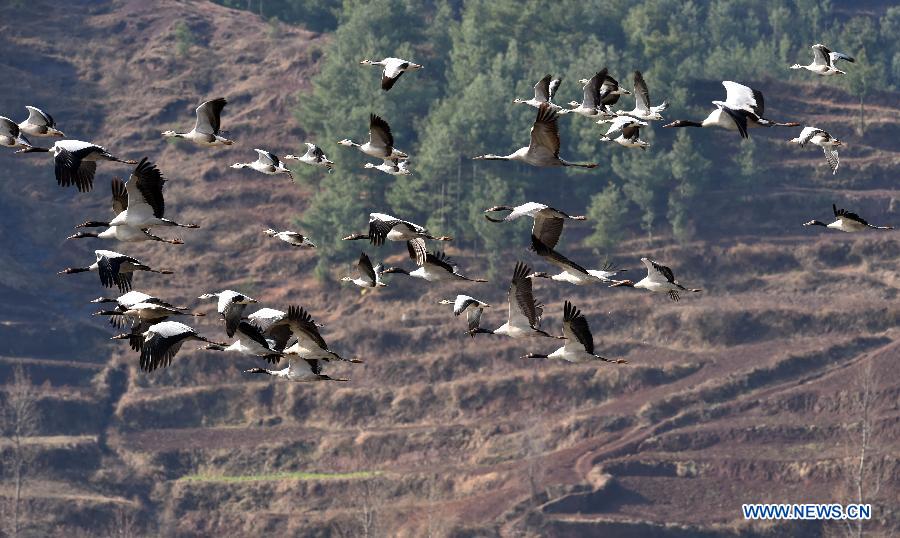 Black-necked cranes and bar-headed geese fly over the National Nature Reserve of Black Necked Cranes in Huize County, southwest China's Yunnan Province, Feb. 