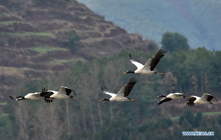 Black-necked cranes fly over the National Nature Reserve of Black Necked Cranes in Huize County, southwest China's Yunnan Province, Feb. 1, 2015. 