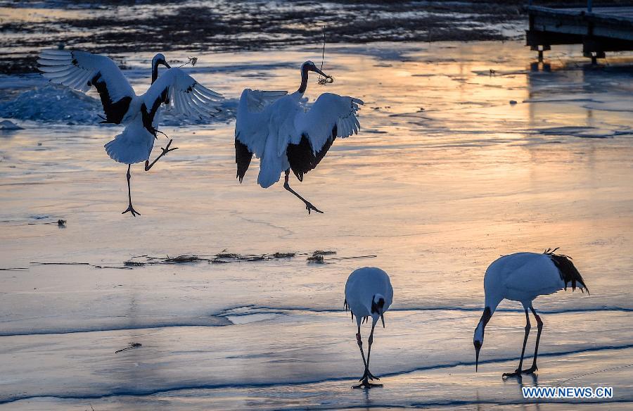Red-crowned cranes are seen in Xianghai National Nature Reserve during the sunset, in Baicheng, northeast China's Jilin Province, Feb. 5, 2015. 