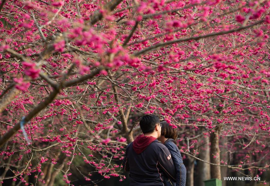 A couple take selfie photos in front of cherry blossoms in Nantou, southeast China's Taiwan, Feb. 13, 2015. 