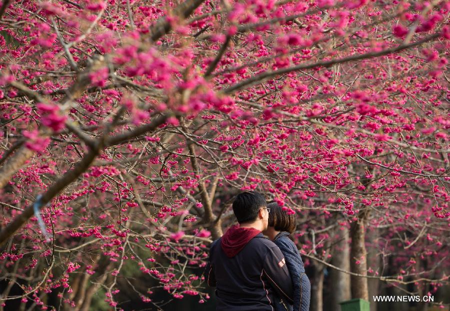 A couple take selfie photos in front of cherry blossoms in Nantou, southeast China's Taiwan, Feb. 13, 2015. 