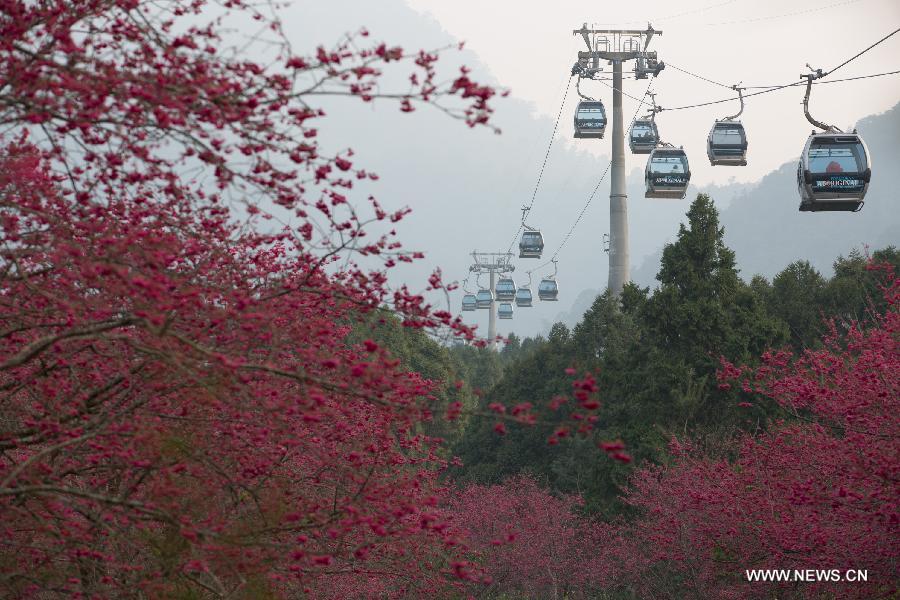 Tourists take cable cars to view cherry blossoms in Nantou, southeast China's Taiwan, Feb. 13, 2015.