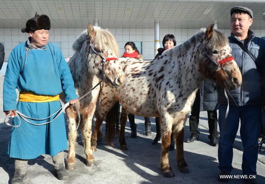 Two horses from Mongolia arrived in China on Thursday, as gifts delivered by Mongolian Presisent Tsakhiagiin Elbegdorj to Chinese President Xi Jinping and his wife Peng Liyuan during their state visit in Mongolia on Aug. 21 - 22 last year. Xi also gave names to them.