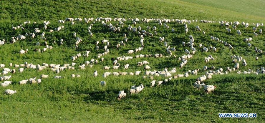 #CHINA-YEAR OF GOAT (CN)