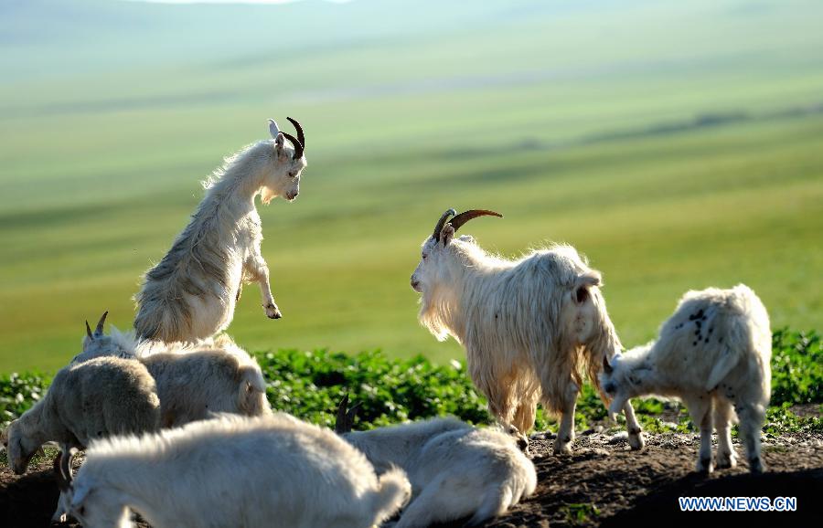 #CHINA-YEAR OF GOAT (CN)