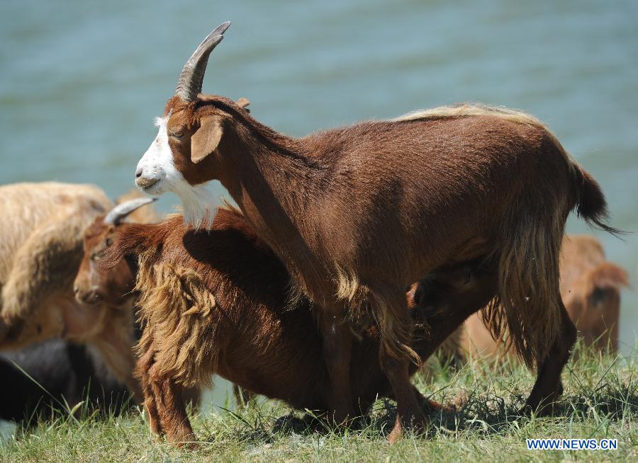 #CHINA-YEAR OF GOAT (CN)