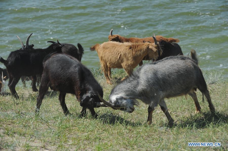 #CHINA-YEAR OF GOAT (CN)