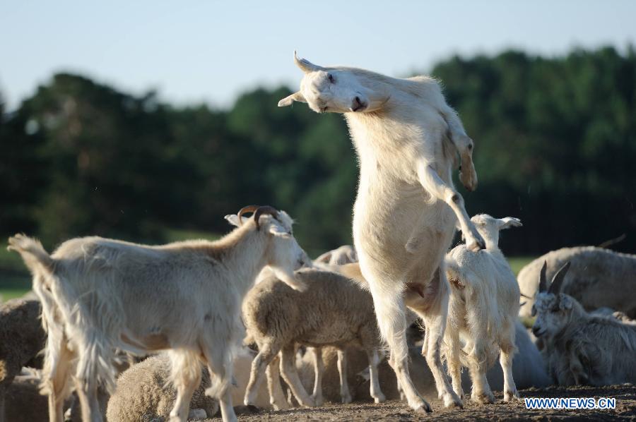 #CHINA-YEAR OF GOAT (CN)