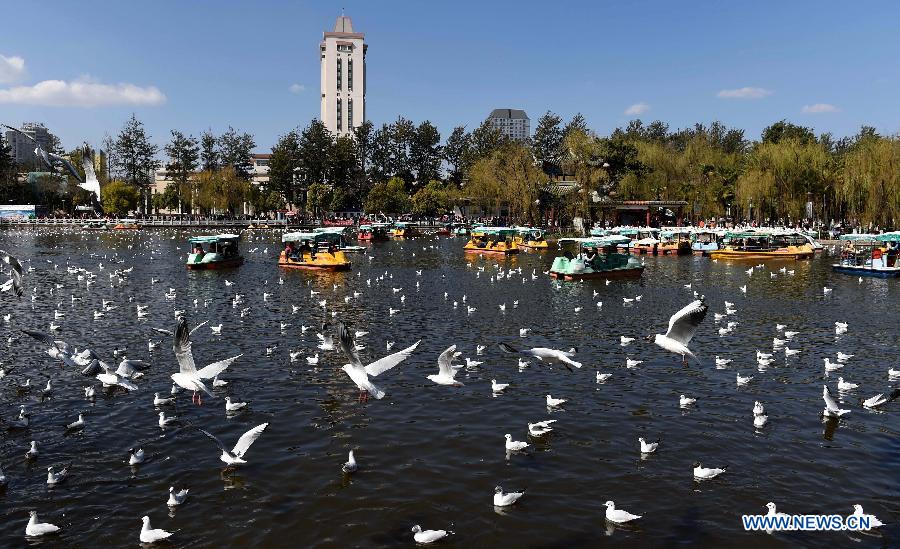CHINA-YUNNAN-KUNMING-BLACK-HEADED GULLS (CN)