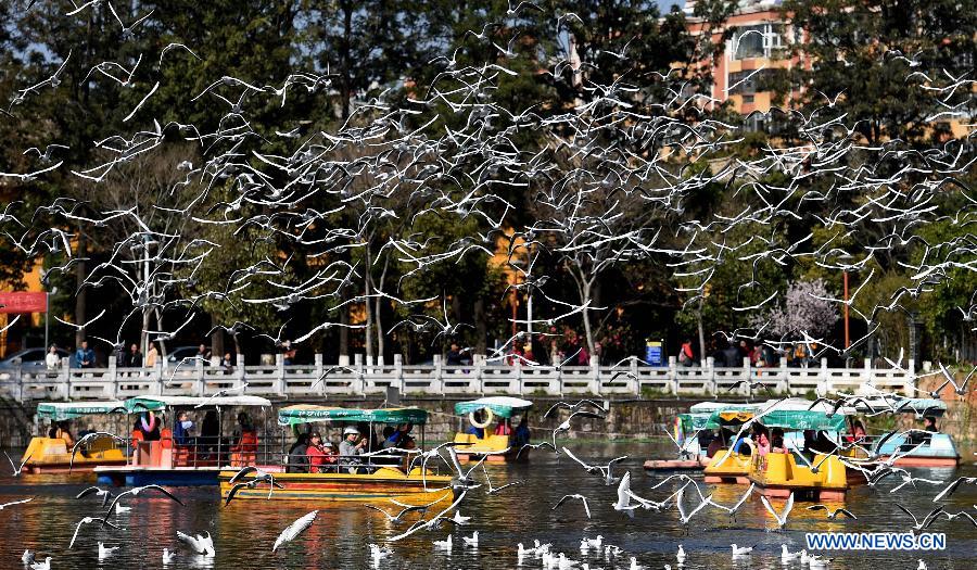 CHINA-YUNNAN-KUNMING-BLACK-HEADED GULLS (CN)