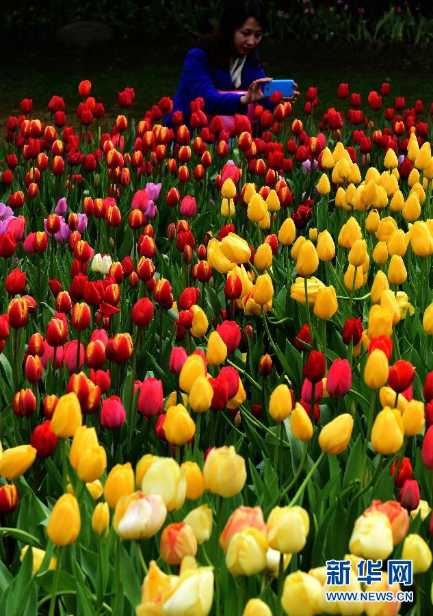 郁金香花海醉游人