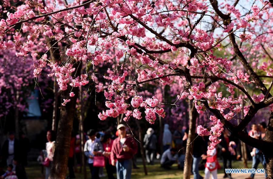 Photo taken on March 1, 2015 shows the cherry blossom in a park in Kunming, capital of southwest China's Yunnan Province.