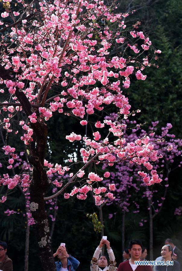 Visitors take photos of the cherry blossom in a park in Kunming, capital of southwest China's Yunnan Province, March 1, 2015.