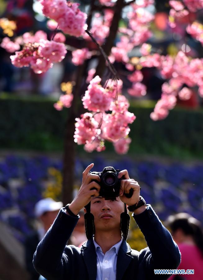 A visitor takes photos of the cherry blossom in a park in Kunming, capital of southwest China's Yunnan Province, March 1, 2015.