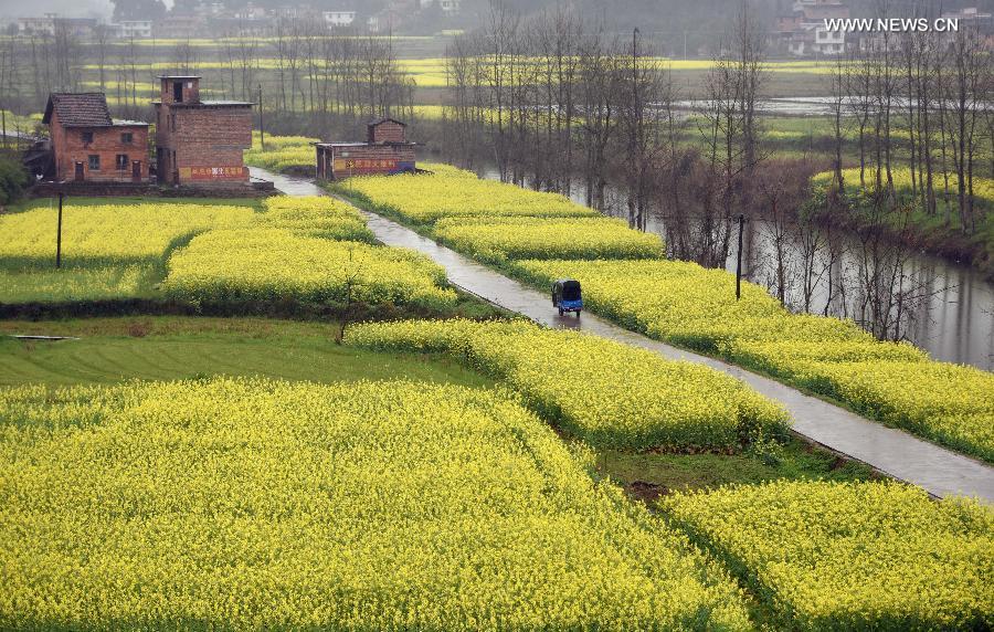 CHINA-HUNAN-ZIXING-RAPE FLOWERS (CN)