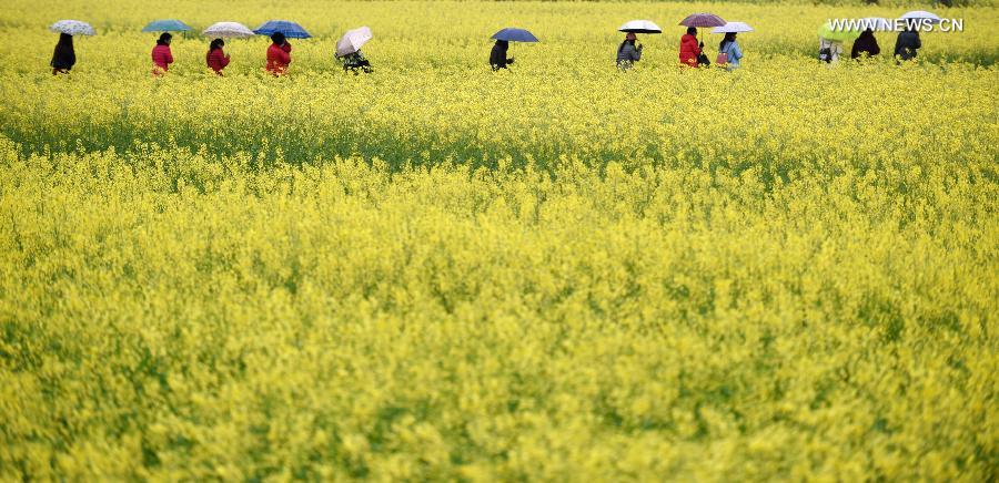 CHINA-HUNAN-ZIXING-RAPE FLOWERS (CN)