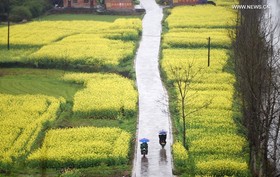 CHINA-HUNAN-ZIXING-RAPE FLOWERS (CN)