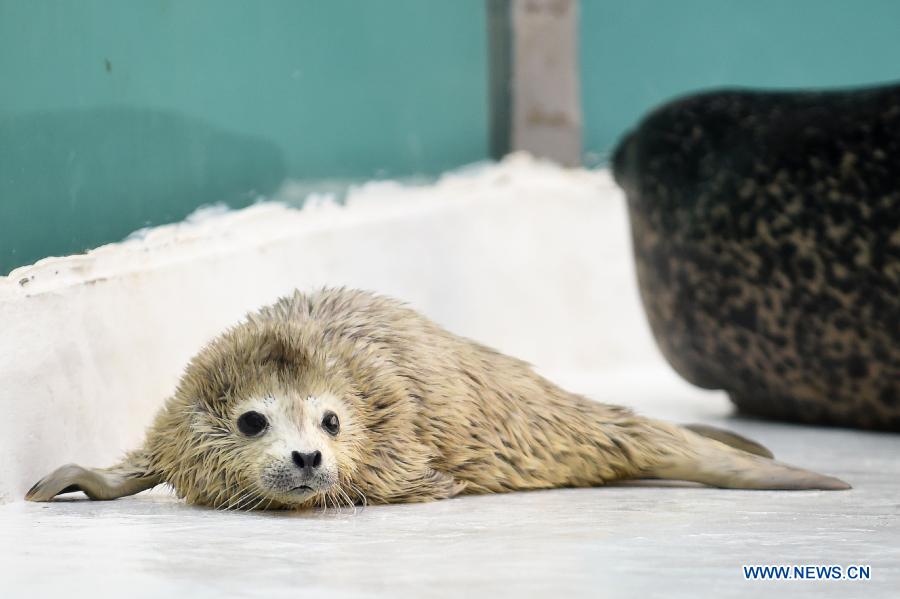 A newly-born harbor seal calf is seen at Sunasia Ocean World in Dalian, northeast China's Liaoning Province, March 5, 2015. A harbor seal gave birth to twins on Wednesday morning, weighing 8.8 and 8.2 kilograms respectively. The elder calf was left to its mother and the younger one had to be sent to feeders for artificial breeding. (Xinhua/Pan Yulong) 