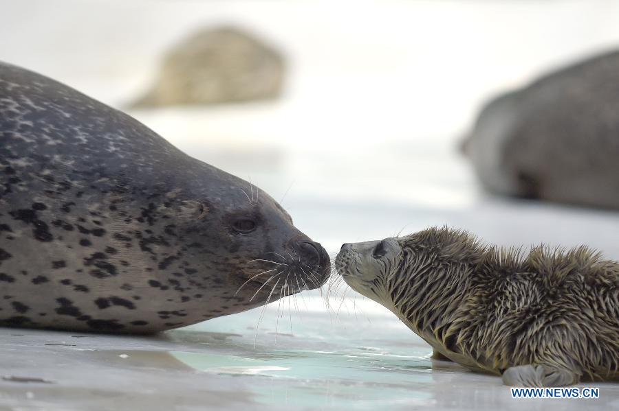 A newly-born harbor seal calf kisses its mother at Sunasia Ocean World in Dalian, northeast China's Liaoning Province, March 5, 2015. A harbor seal gave birth to twins on Wednesday morning, weighing 8.8 and 8.2 kilograms respectively. The elder calf was left to its mother and the younger one had to be sent to feeders for artificial breeding. (Xinhua/Pan Yulong) 