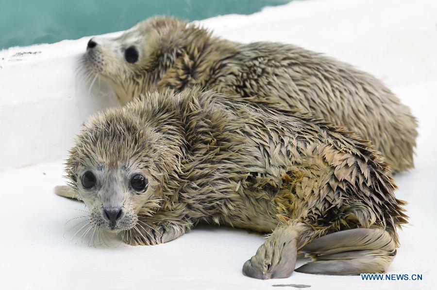 Newly-born harbor seal calves are seen at Sunasia Ocean World in Dalian, northeast China's Liaoning Province, March 5, 2015. A harbor seal gave birth to twins on Wednesday morning, weighing 8.8 and 8.2 kilograms respectively. The elder calf was left to its mother and the younger one had to be sent to feeders for artificial breeding. (Xinhua/Pan Yulong) 