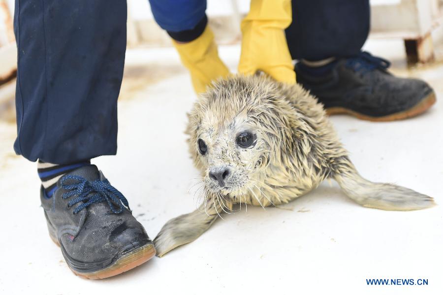 A feeder prepare to feed a newly-born harbor seal calf at Sunasia Ocean World in Dalian, northeast China's Liaoning Province, March 5, 2015. A harbor seal gave birth to twins on Wednesday morning, weighing 8.8 and 8.2 kilograms respectively. The elder calf was left to its mother and the younger one had to be sent to feeders for artificial breeding. (Xinhua/Pan Yulong) 