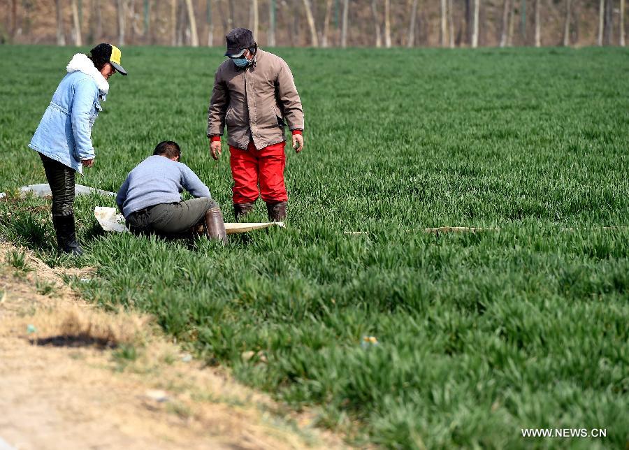 Farmers lay water pipes in a field in Xiaozhengzhuang Village of Zhengzhou City, capital of central China's Henan Province, March 6, 2015.