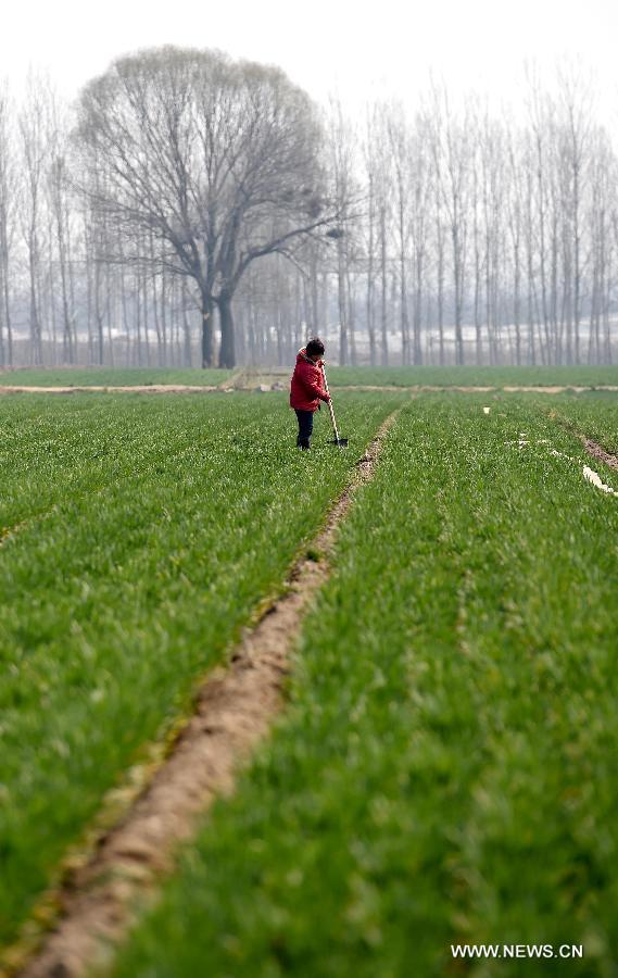 A farmer works in a field in Xiaozhengzhuang Village of Zhengzhou City, capital of central China's Henan Province, March 6, 2015.