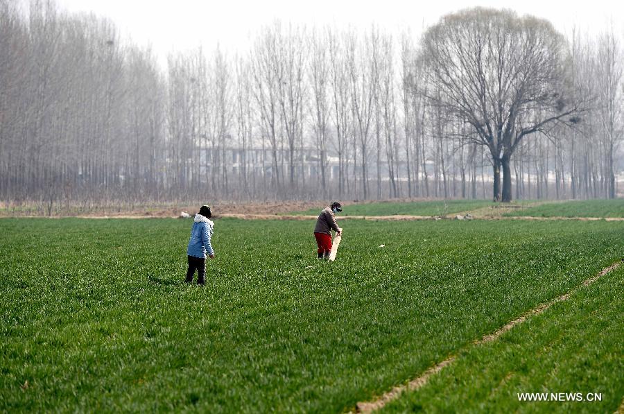 Farmers water a wheat field in Xiaozhengzhuang Village of Zhengzhou City, capital of central China's Henan Province, March 6, 2015.