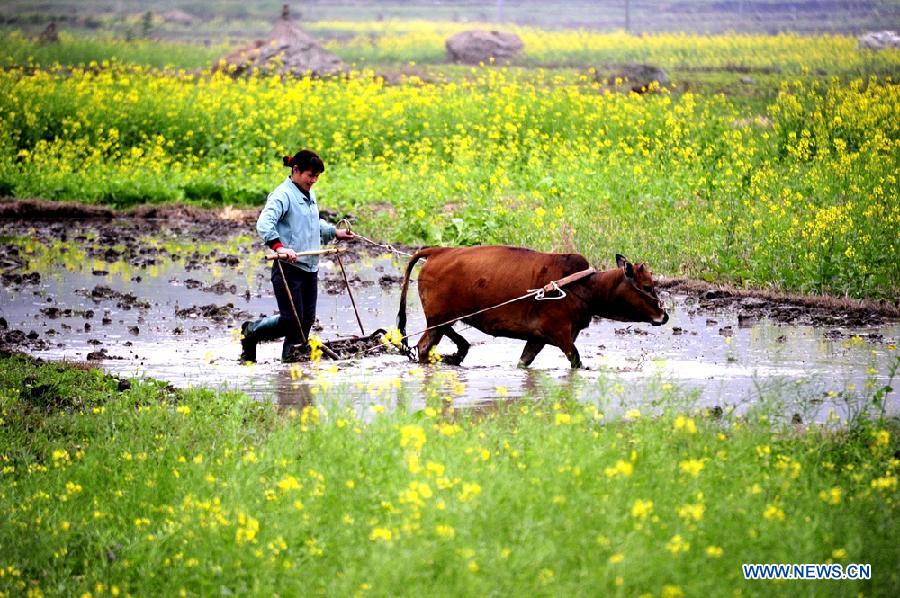 #CHINA-FARMING SEASON-SPRING PLOUGHING (CN)