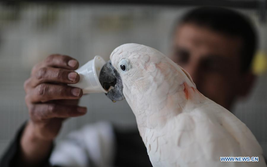 MIDEAST-GAZA-PARROT-COFFEE