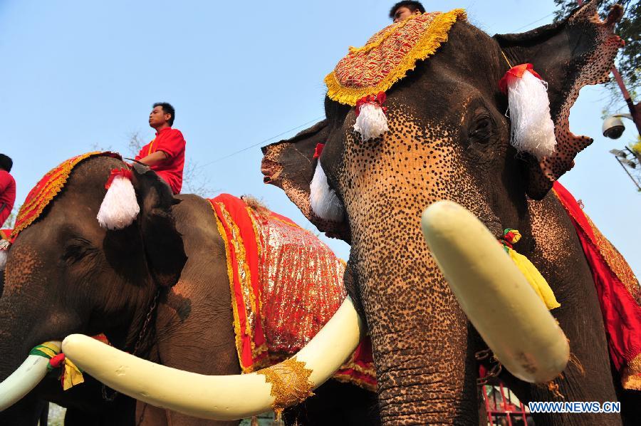 Photo taken on March 13, 2015 shows elephants reacting as they parade during an elephant buffet on National Elephant Day in the ancient historical city of Ayutthaya, Thailand. 