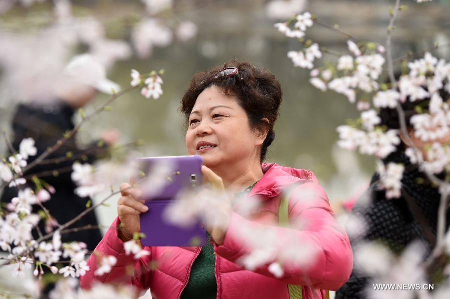  The 27th cherry blossom festival of the Yuyuantan Park was opened on Thursday. The park has more than 2,000 cherry trees of over 20 kinds blooming in succession for a month.