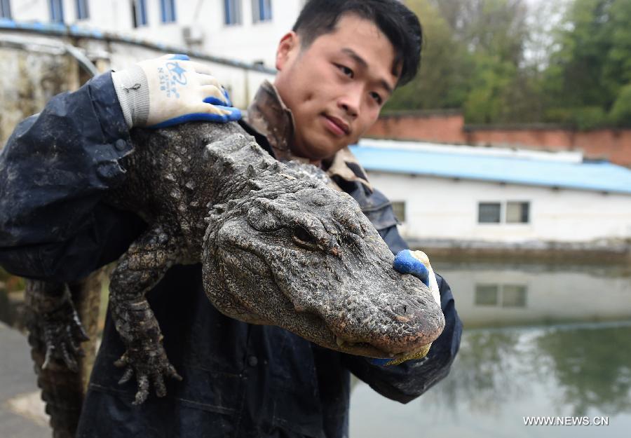 A feeder transfers a Chinese alligator at a national reserve in Xuancheng, east China's Anhui Province, March 19, 2015. 