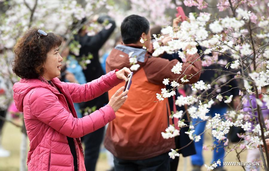  The 27th cherry blossom festival of the Yuyuantan Park was opened on Thursday. The park has more than 2,000 cherry trees of over 20 kinds blooming in succession for a month.