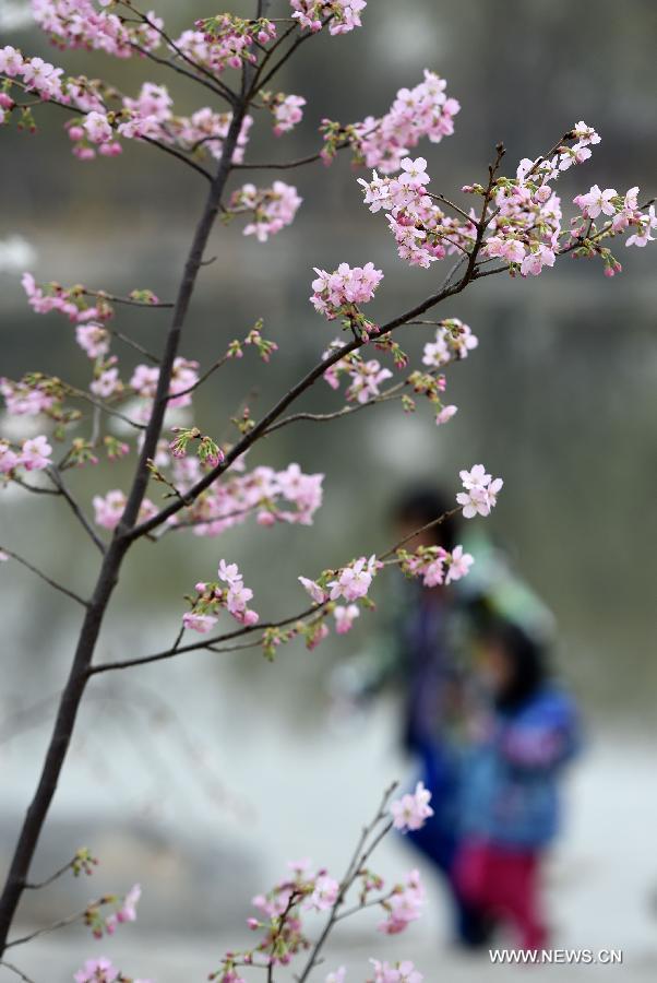  The 27th cherry blossom festival of the Yuyuantan Park was opened on Thursday. The park has more than 2,000 cherry trees of over 20 kinds blooming in succession for a month.