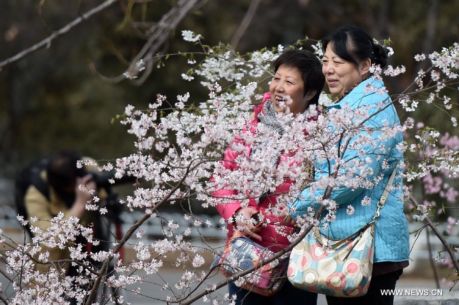  The 27th cherry blossom festival of the Yuyuantan Park was opened on Thursday. The park has more than 2,000 cherry trees of over 20 kinds blooming in succession for a month.