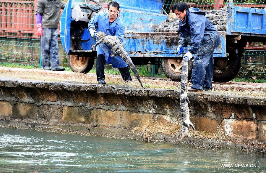 A feeder transfers a Chinese alligator at a national reserve in Xuancheng, east China's Anhui Province, March 19, 2015. 