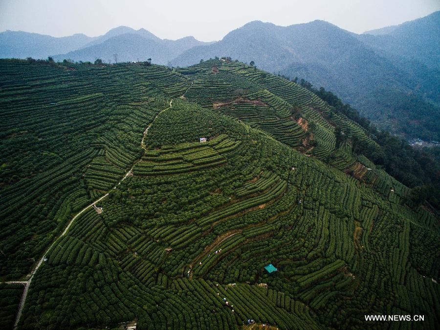 The newly-picked West Lake Longjing tea is expected to be on the market at the end of this month.