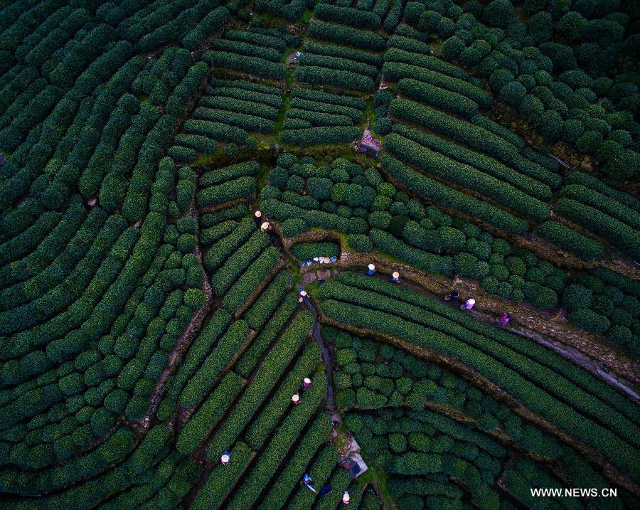 The newly-picked West Lake Longjing tea is expected to be on the market at the end of this month.