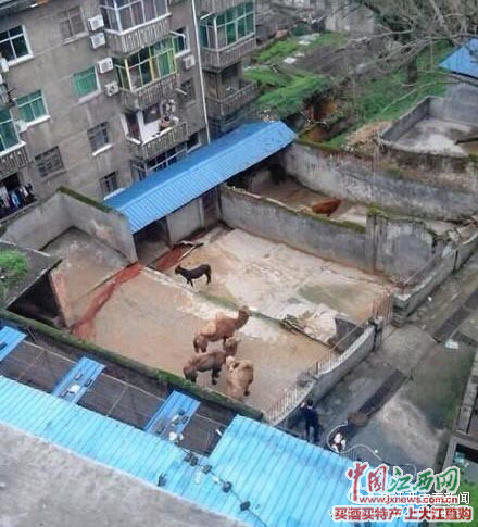宜春一飼養員被老虎咬死