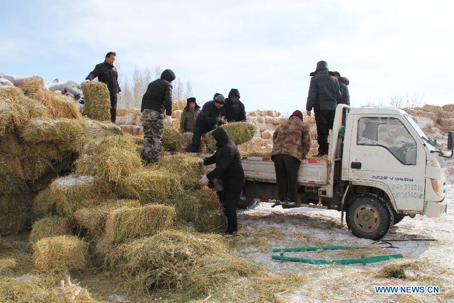 The local government provides free transportation of forage grass for livestock in Balbagay Township of Altay, northwest China's Xinjiang Uygur Autonomous Region, April 1, 2015. As the continuous snowfall threatened the survival of livestock, the local government has taken emergency measures such as transferring livestock and supplying feed. (Xinhua/Tang Xiaobo) 