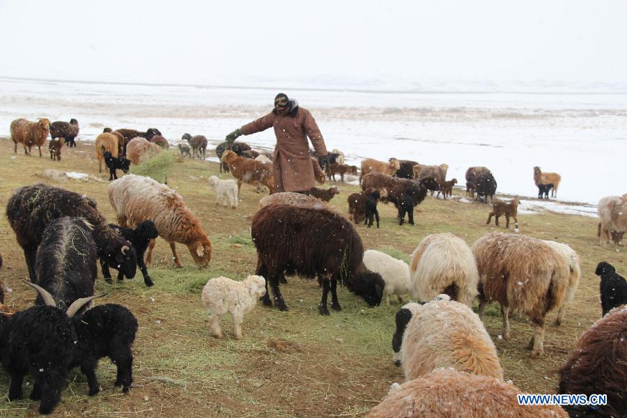 A herdsman feeds sheep in Altay, northwest China's Xinjiang Uygur Autonomous Region, April 1, 2015. As the continuous snowfall threatened the survival of livestock, the local government has taken emergency measures such as transferring livestock and supplying feed. (Xinhua/Tang Xiaobo)