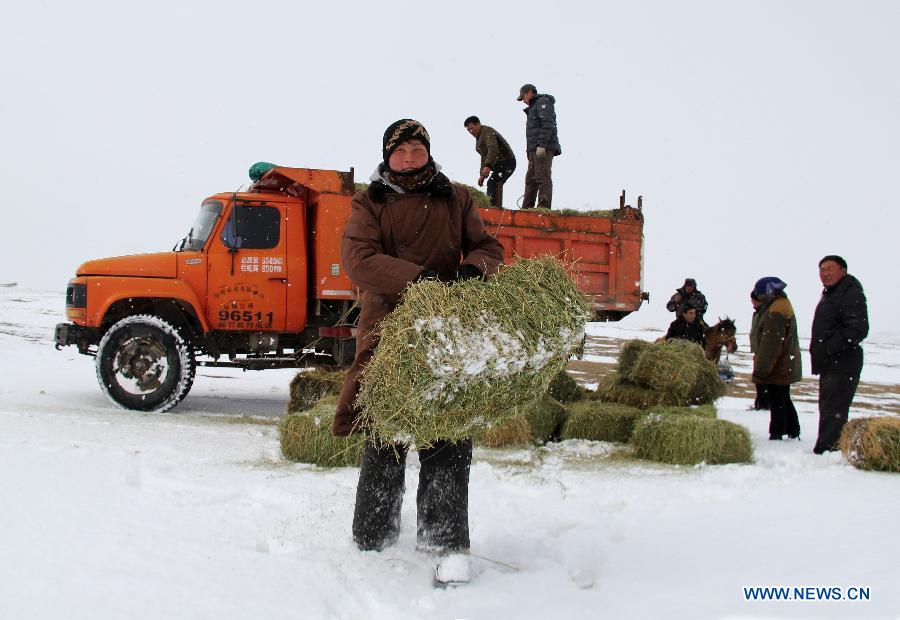 The local government provides free transportation of forage grass for livestock in Balbagay Township of Altay, northwest China's Xinjiang Uygur Autonomous Region, April 1, 2015. As the continuous snowfall threatened the survival of livestock, the local government has taken emergency measures such as transferring livestock and supplying feed. (Xinhua/Tang Xiaobo)