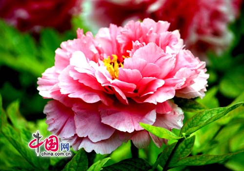 Peony, one of the 'Top 10 spring flowers to see in Beijing' by China.org.cn.