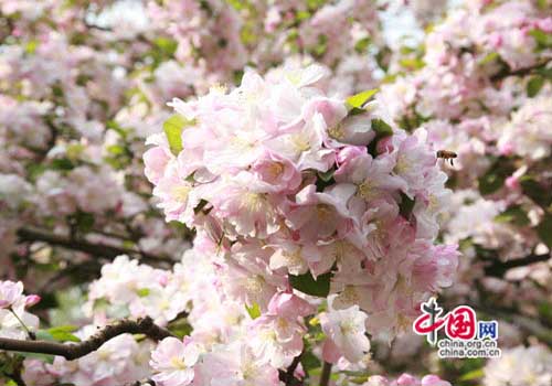 Crab-apple flower, one of the 'Top 10 spring flowers to see in Beijing' by China.org.cn.